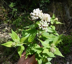 Asclepias texana