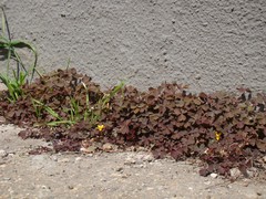 Oxalis corniculata