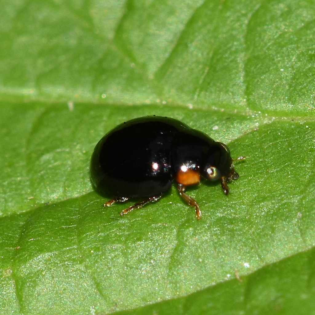 Hyperaspis concolor