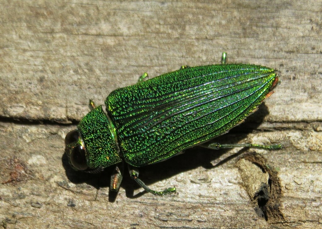 Evides pubiventris from Swebeswebe PNR Maria lodge, Waterberg