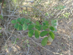 Mimosa spirocarpa