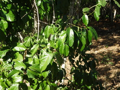 Adenocalymma inundatum