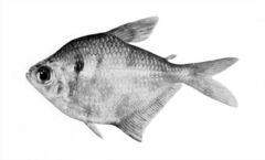 Silver Tetra photo 1