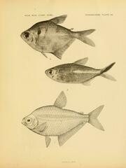 Silver Tetra photo 2