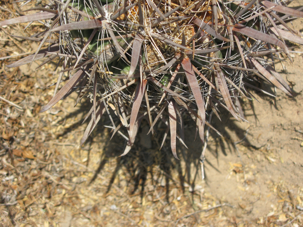 Ferocactus santa-maria, Comondú, B.C.S., México