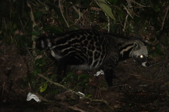 African Civet photo 3