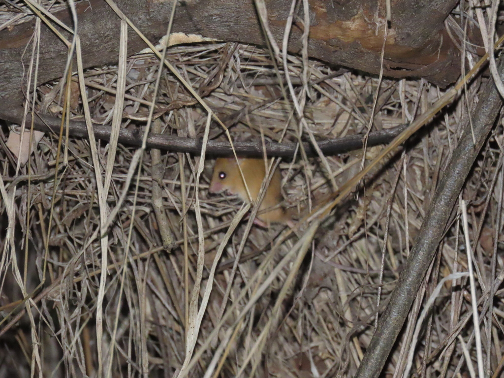 Chestnut African Climbing Mouse