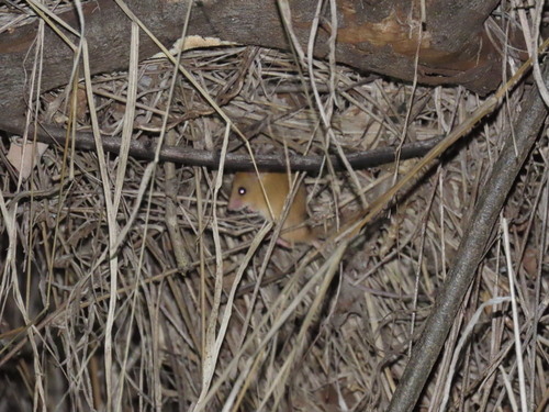 Chestnut African Climbing Mouse
