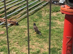 Acridotheres tristis