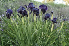 Iris haynei