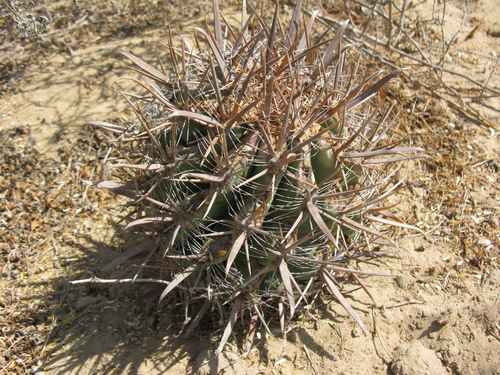 Ferocactus santa-maria