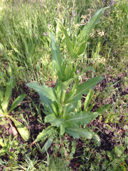 Dipsacus sativus