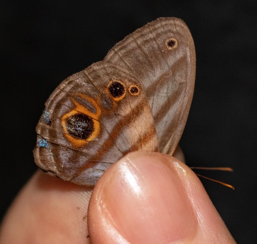Magneuptychia tricolor