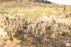 Cylindropuntieae