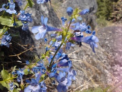 Penstemon pruinosus