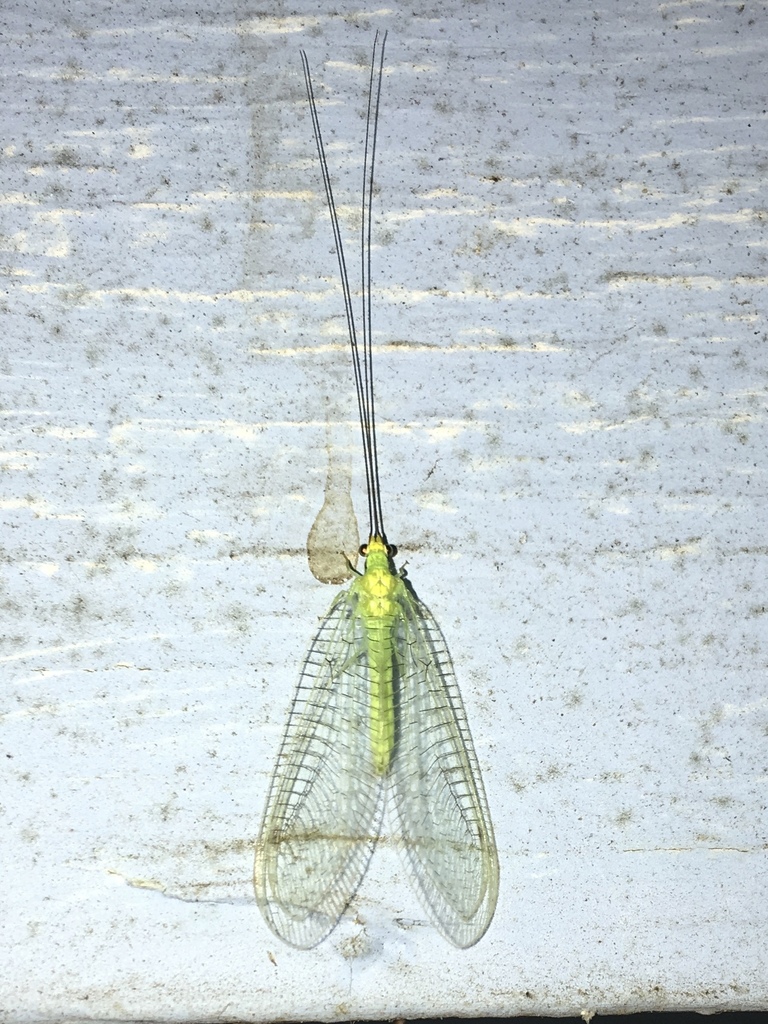 Lichen-carrying Green Lacewing
