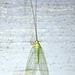 Lichen-carrying Green Lacewing - Photo (c) Shannon Foreman, some rights reserved (CC BY), uploaded by Shannon Foreman
