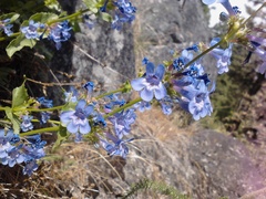 Penstemon pruinosus