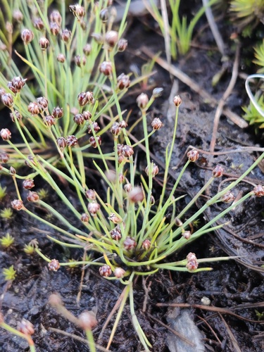 Shore Rush (Juncus tenageia)