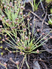 Shore Rush (Juncus tenageia)