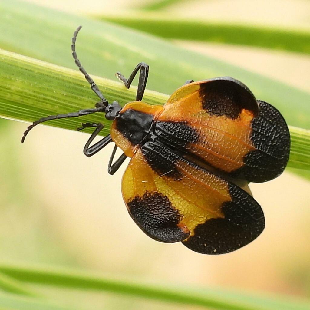 Lycus poultoni