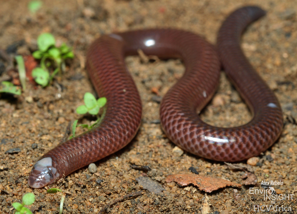 Large-Scaled Burrowing Skink