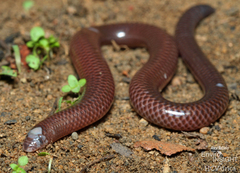 Large-Scaled Burrowing Skink photo 1