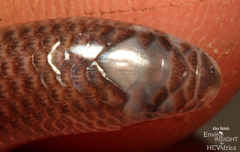 Large-Scaled Burrowing Skink photo 3