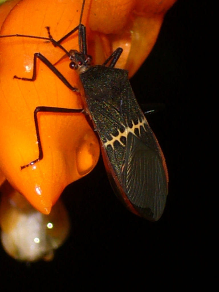 True Bugs from Puyo, Ecuador on January 1, 2003 by Jardín Botánico 