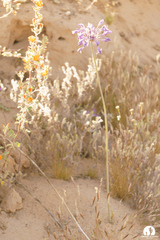 Triteleiopsis palmeri