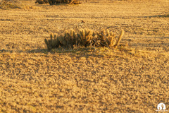 Grusonia kunzei