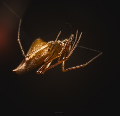 Neospintharus trigonum