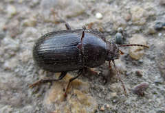 Nalassus dermestoides