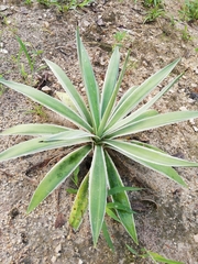 Agave vivipara