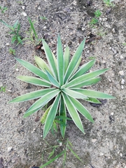Agave vivipara