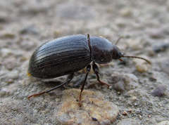 Nalassus dermestoides