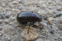 Nalassus dermestoides