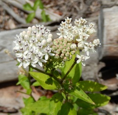 Asclepias texana