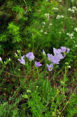 Linum lanuginosum