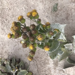Senecio candidans