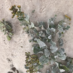 Senecio candidans