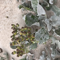Senecio candidans