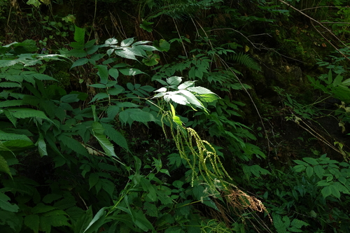 Aruncus sylvester, photograph 1