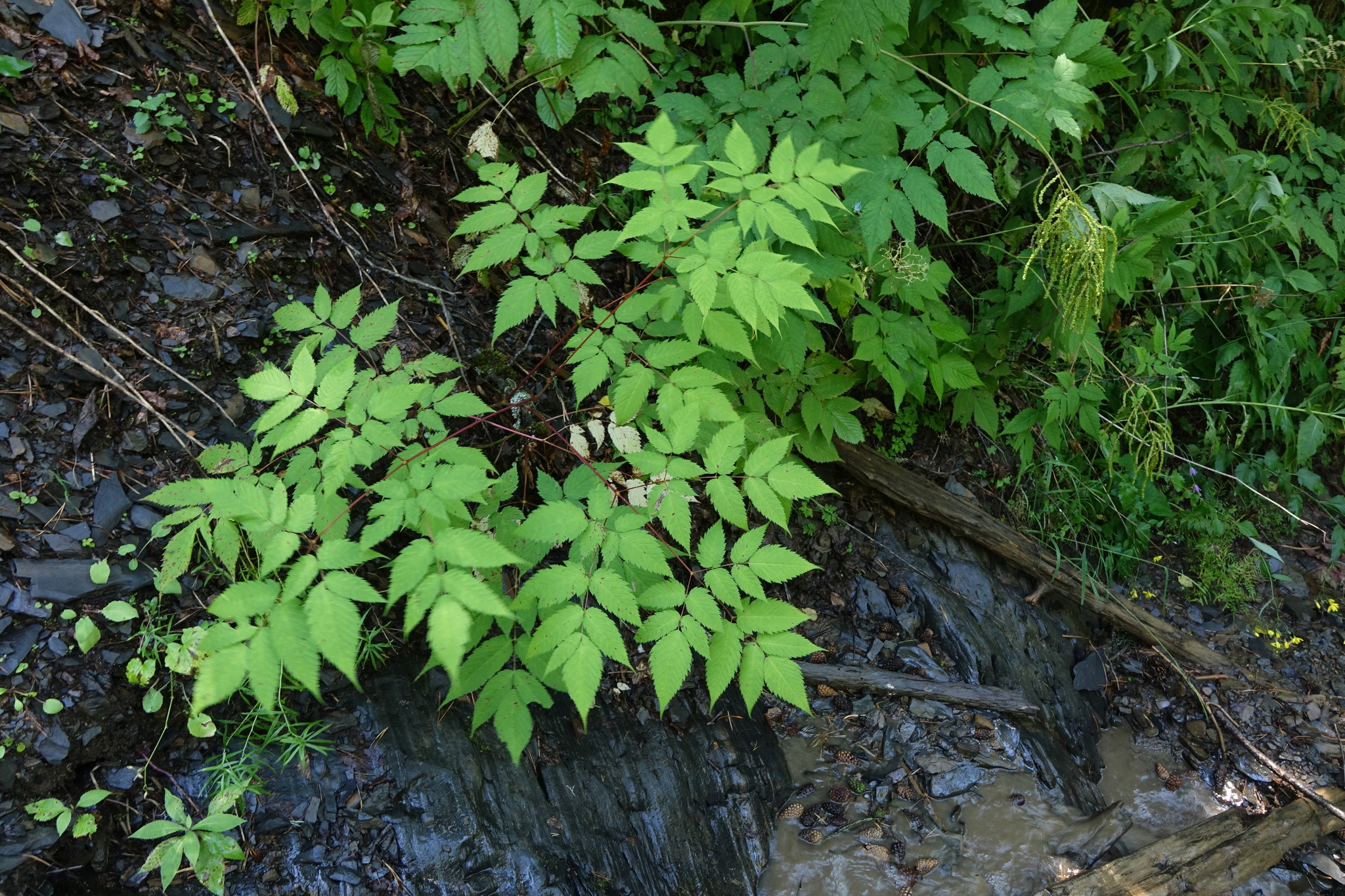 Aruncus sylvester