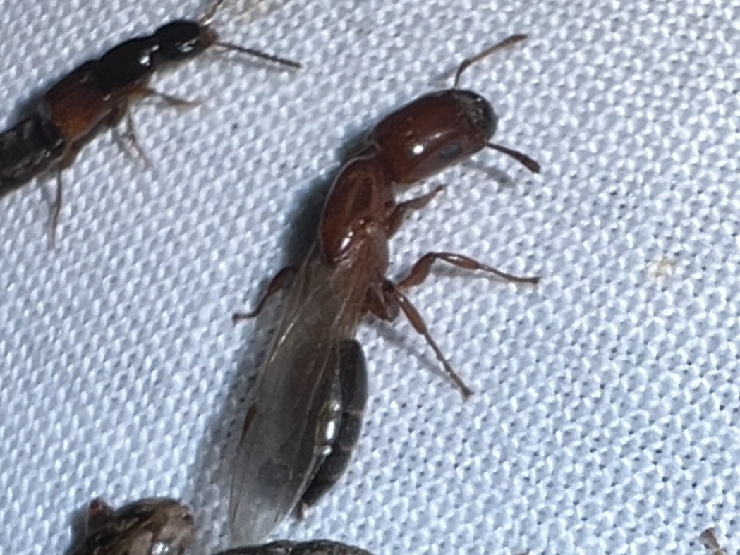 Crematogaster wellmani