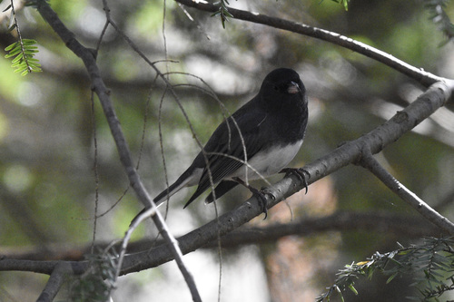 Dark-eyed Junco photographed in Kentucky