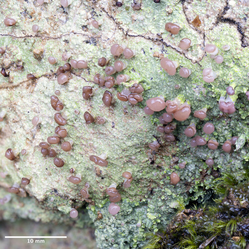 malohubka ryšavá (Baeomyces rufus)