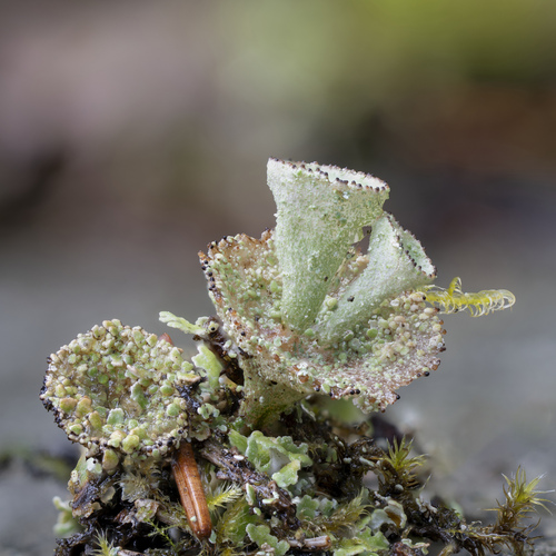 dutohlávka pohárikovitá (Cladonia pyxidata)