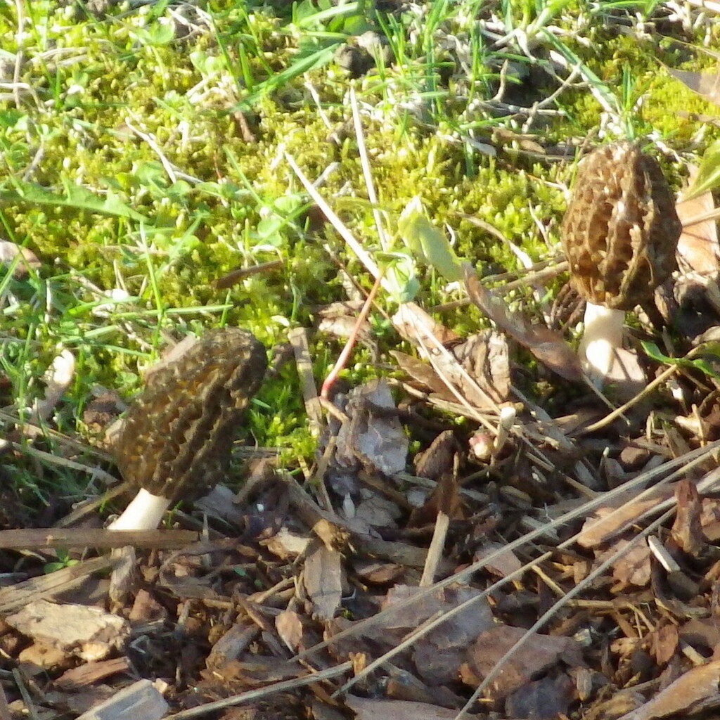 true morels from Manito, Spokane, WA, USA on May 1, 2017 at 0647 AM by