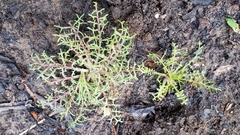 Gilia capitata chamissonis